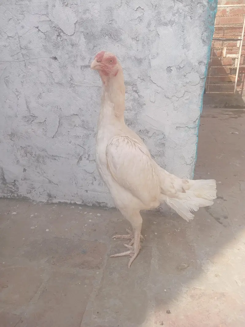 pure paper white heera aseel female — photo 6