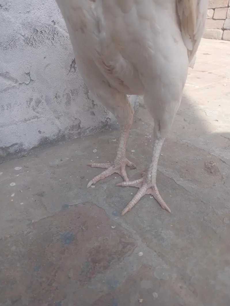 pure paper white heera aseel female — photo 7