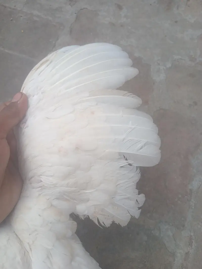 pure paper white heera aseel female — photo 8