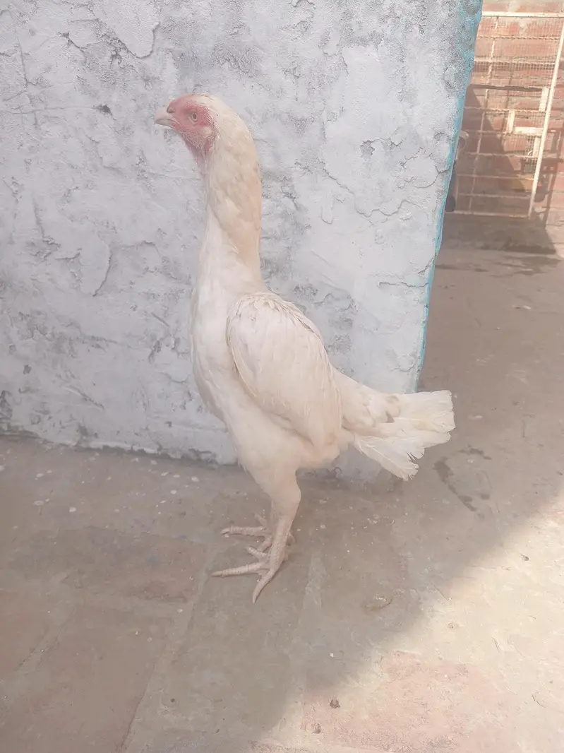 pure paper white heera aseel female — photo 9