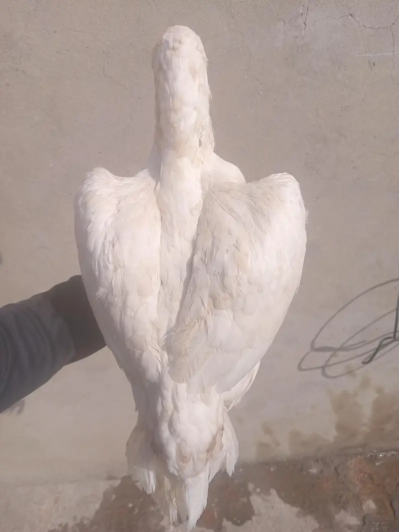 pure paper white heera aseel female — photo 10