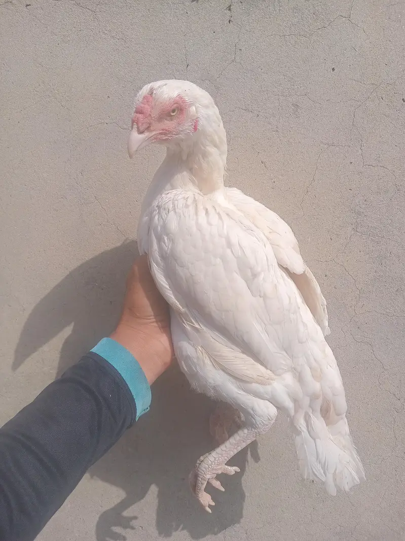 pure paper white heera aseel female — photo 11