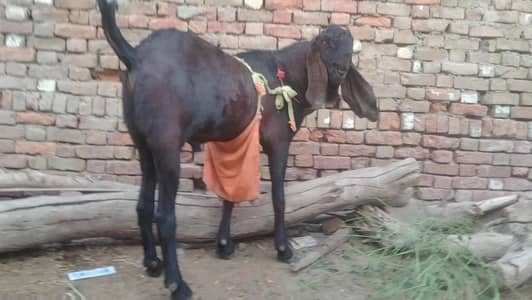 desi cross bakri high quality milk lamby or motay than or hivana