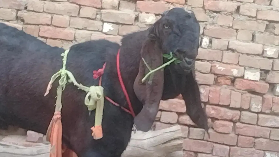 desi cross bakri high quality milk lamby or motay than or hivana — photo 2