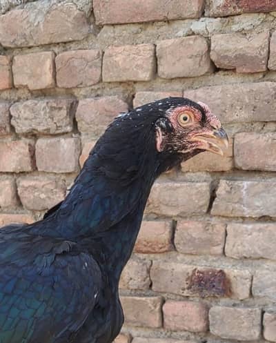 Amroha Madi Aseel