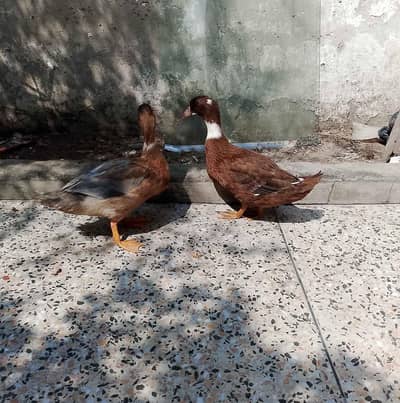 Ducks/ Ducksبطخیں فروخت کے لیے  | مناسب قیمت