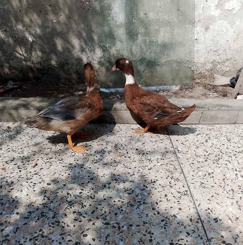 Ducks/ Ducksبطخیں فروخت کے لیے  | مناسب قیمت 0
