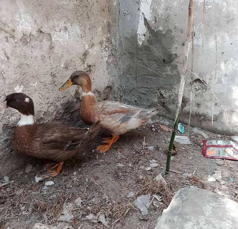 Ducks/ Ducksبطخیں فروخت کے لیے  | مناسب قیمت 1