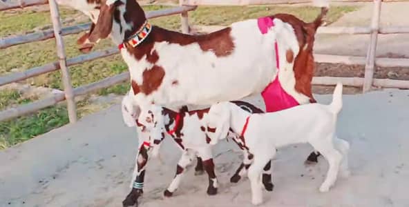 Desi Bakri Our 3 Bacchon Ka Sath Urgent = 03218617598