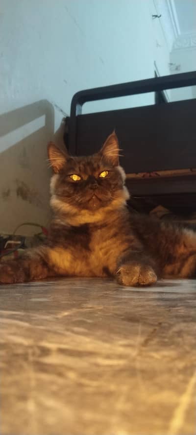 Persian pair for sale fully vaccinated healthy.