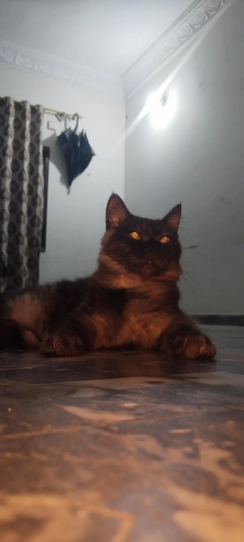 Persian pair for sale fully vaccinated healthy. — photo 3
