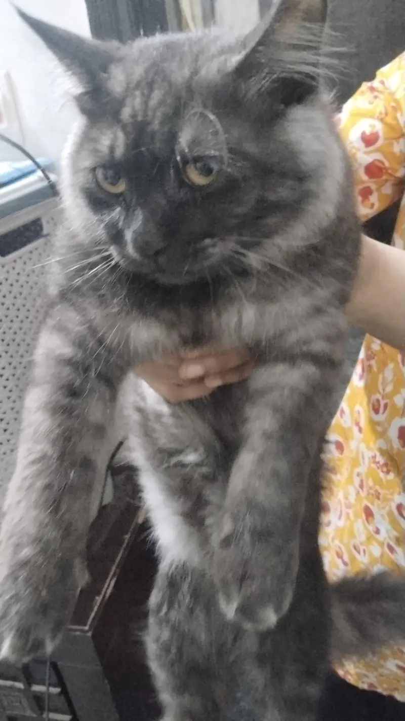 Persian pair for sale fully vaccinated healthy. — photo 4