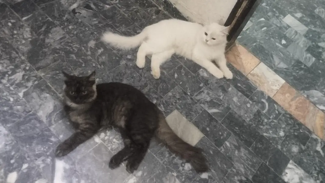 Persian pair for sale fully vaccinated healthy. — photo 5