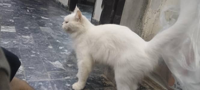 Persian cat for sale fully vaccinated healthy.