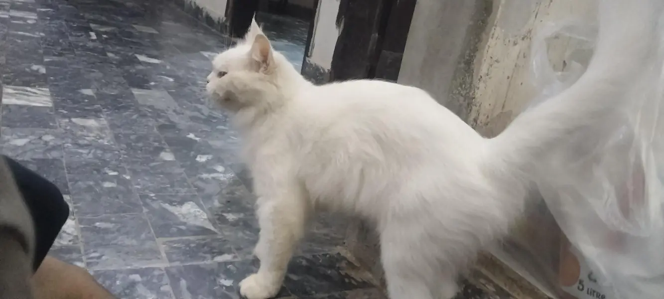 Persian pair for sale fully vaccinated healthy. — photo 6