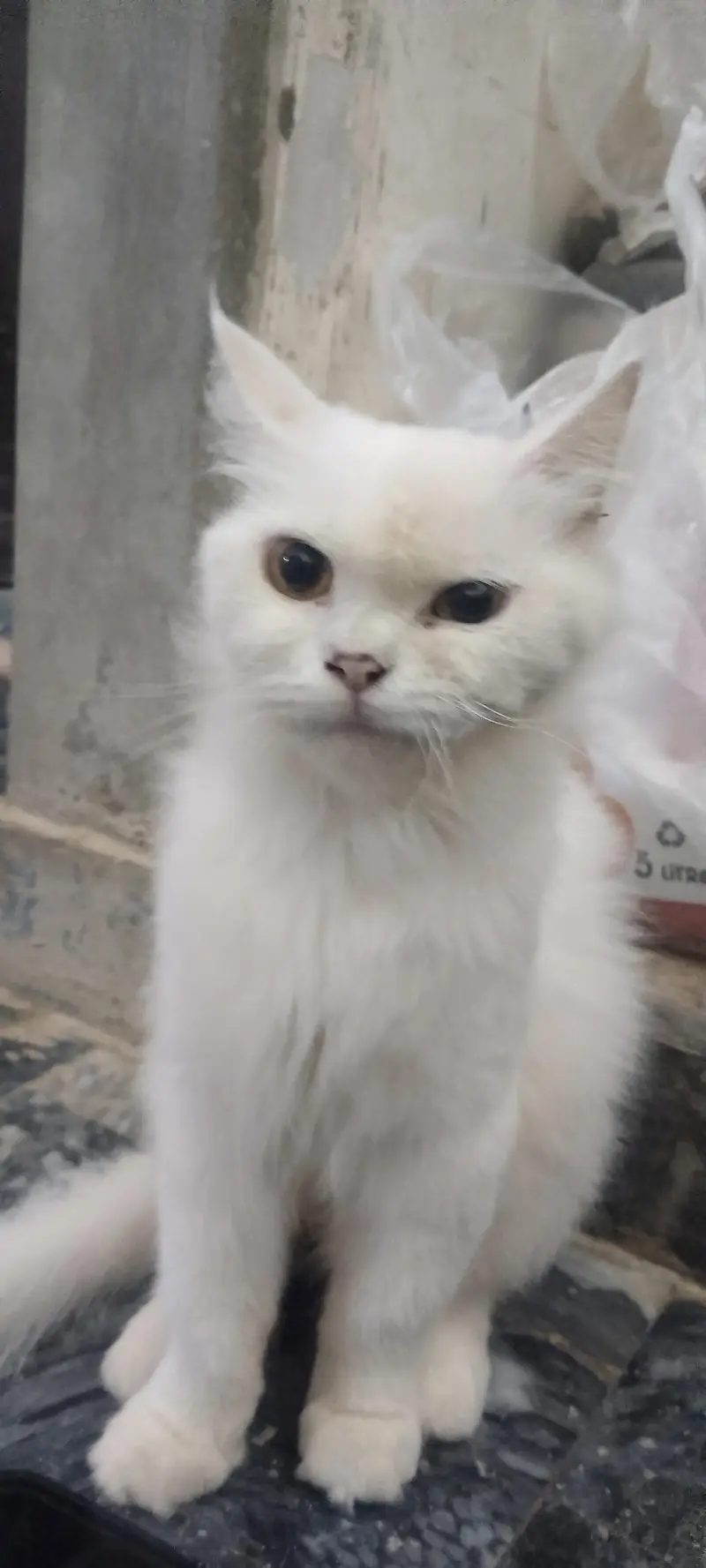 Persian pair for sale fully vaccinated healthy. — photo 7