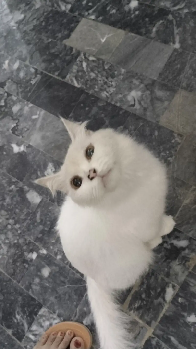 Persian pair for sale fully vaccinated healthy. — photo 8