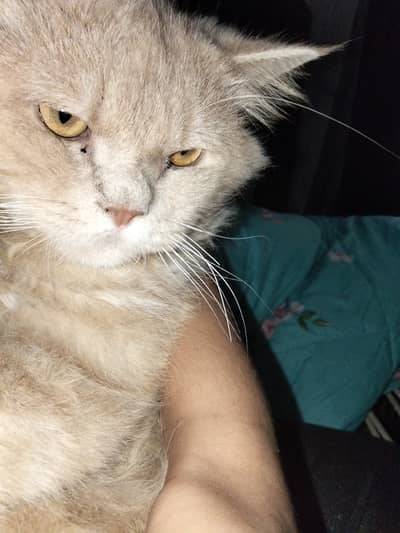 Pure Persian cat male