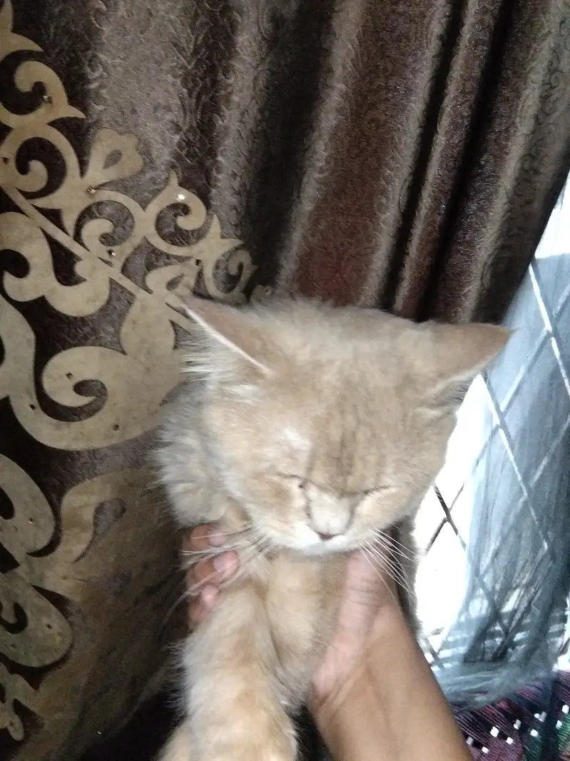 Pure Persian cat male — photo 2
