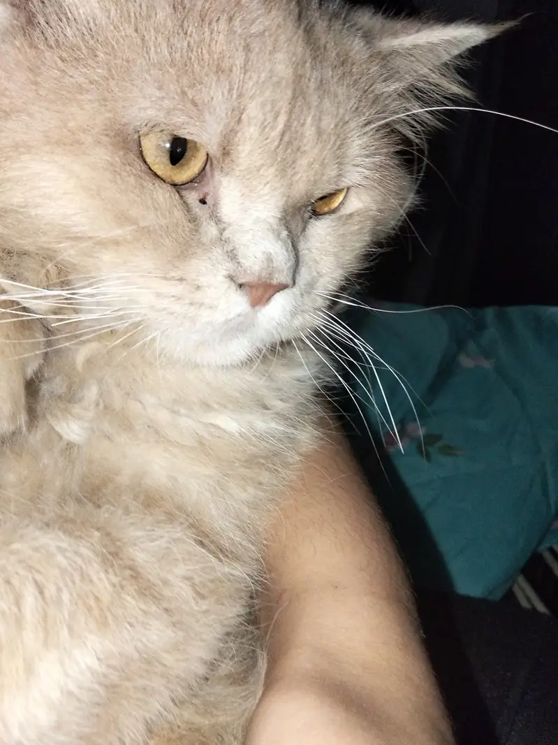 Pure Persian cat male — photo 3