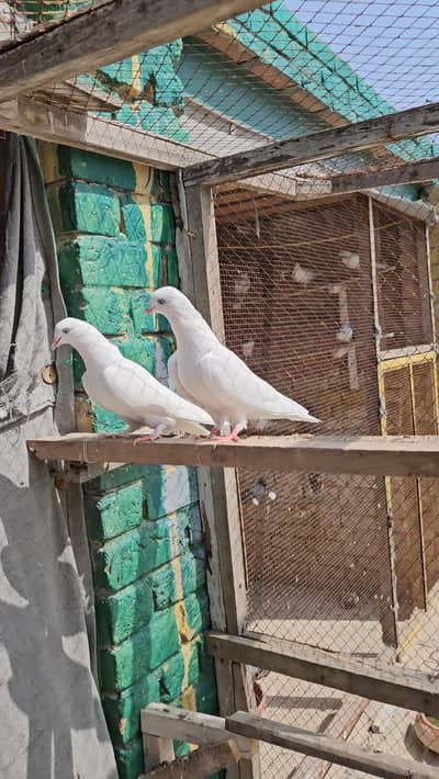 Pigeon pair young
