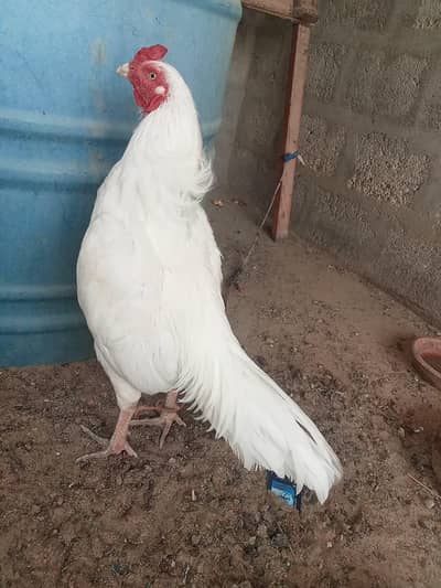 Healthy White Rooster