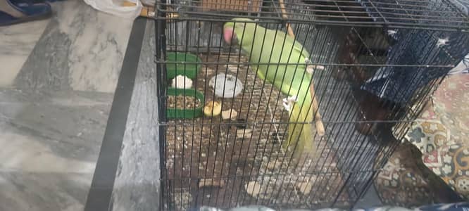 breeding pair