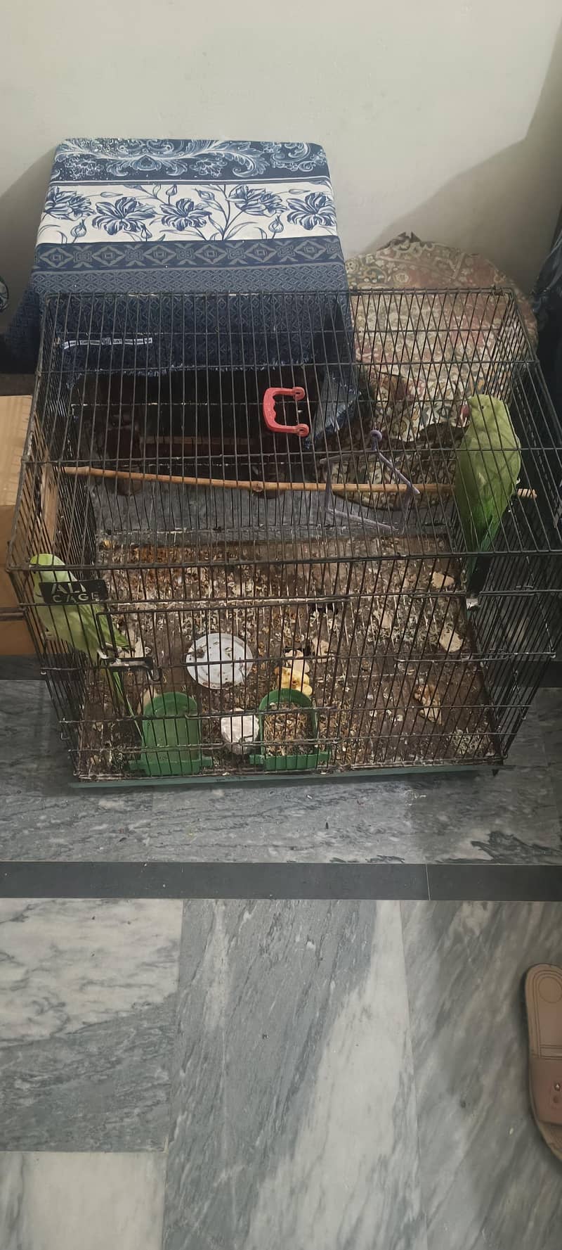 breeding pair 1