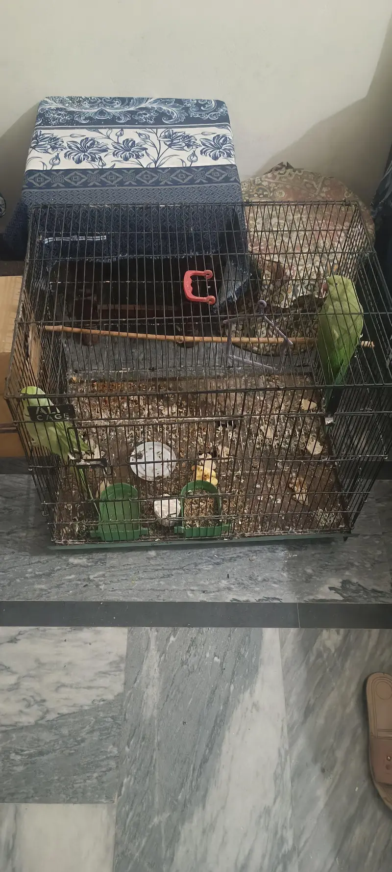 breeding pair — photo 2