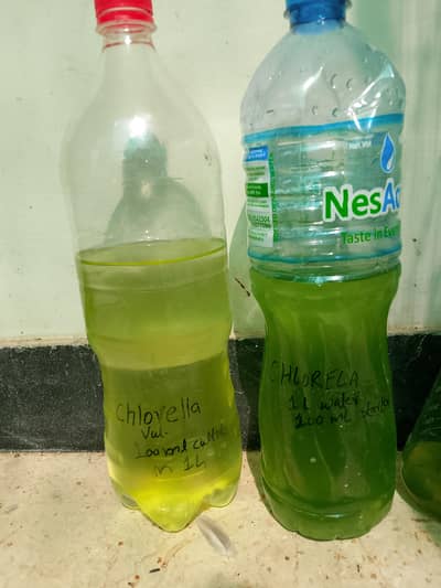 green water culture use for daphnia