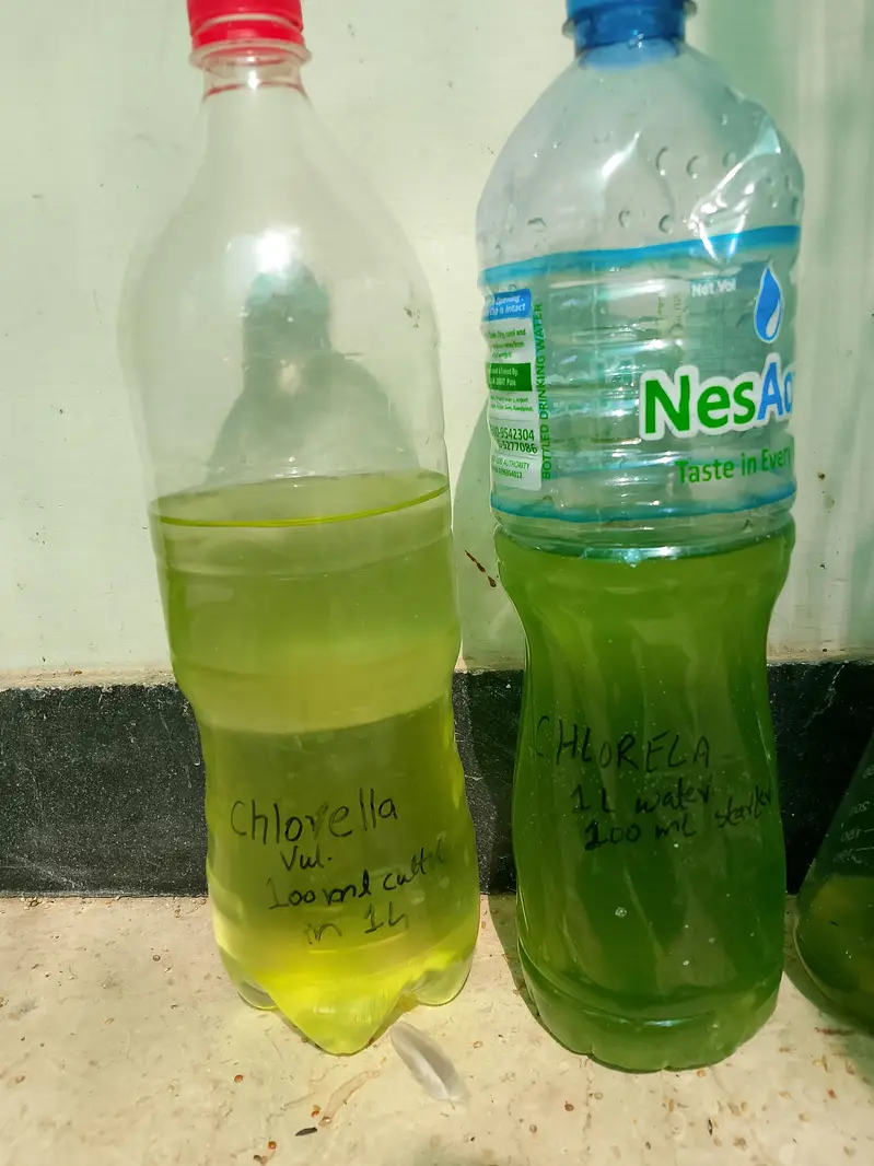 green water culture use for daphnia