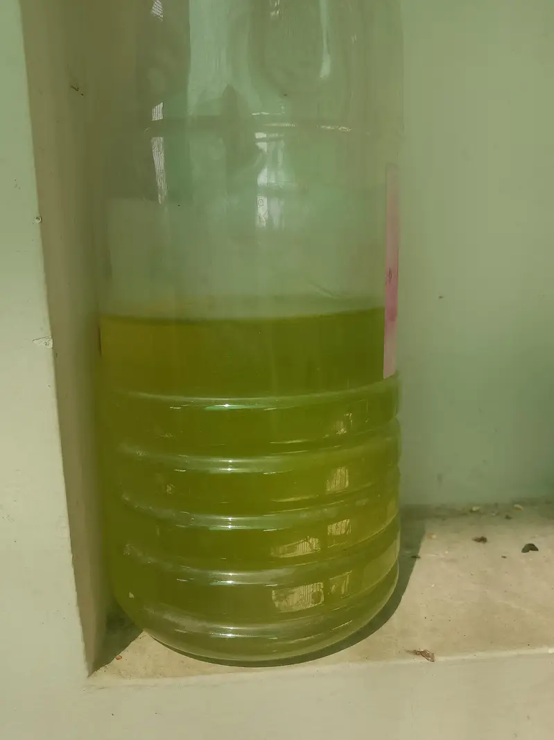 green water culture use for daphnia — photo 2