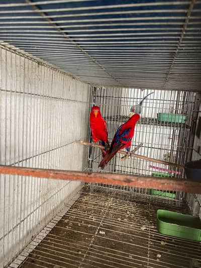 Red Mulacan Lorry Pair Available