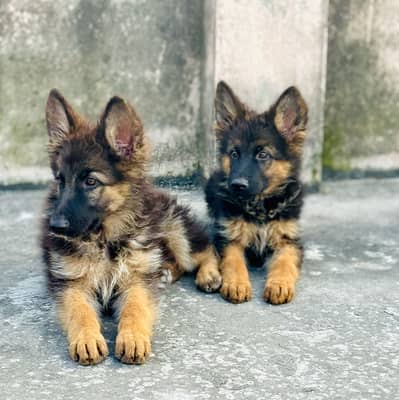 German Shepherd puppy for sale