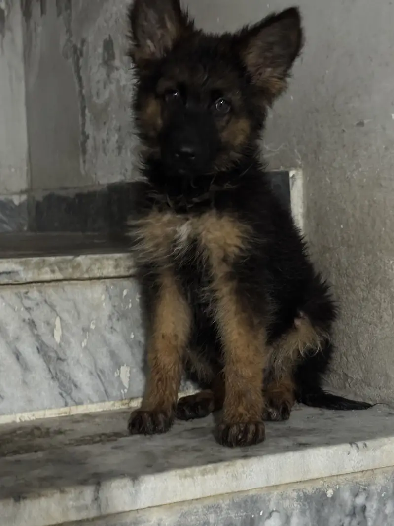 German Shepherd puppy for sale — photo 2