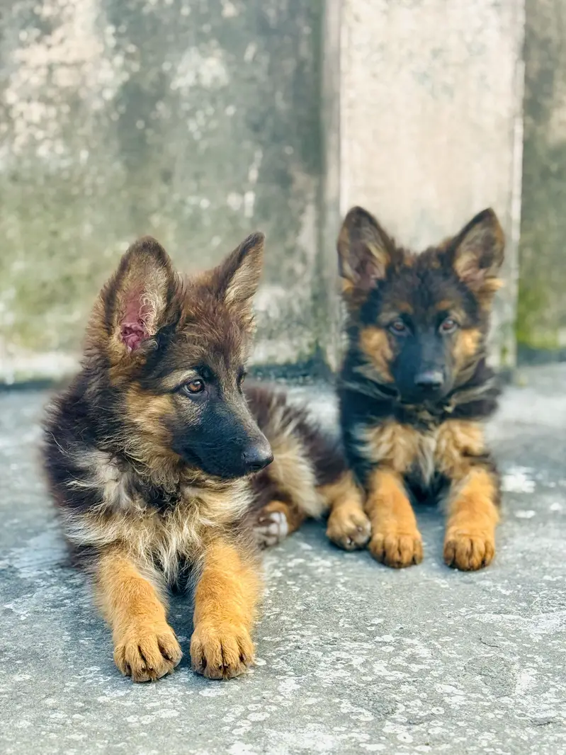 German Shepherd puppy for sale — photo 3