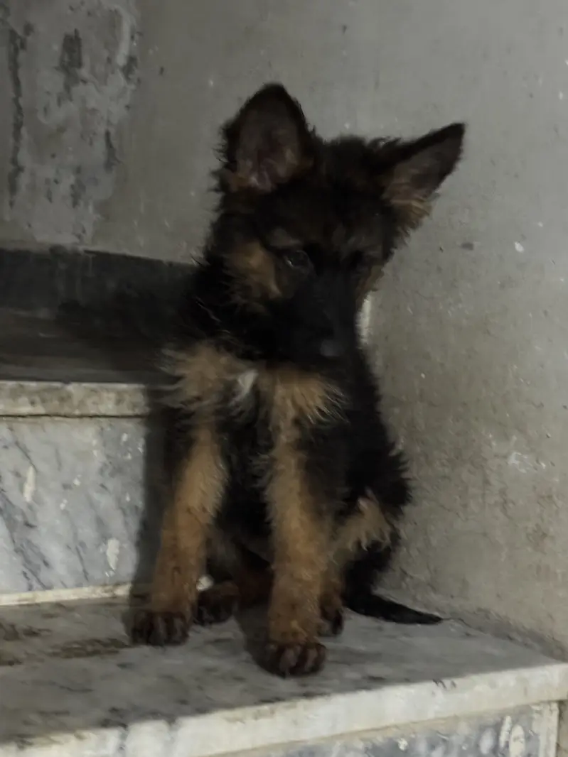 German Shepherd puppy for sale — photo 4