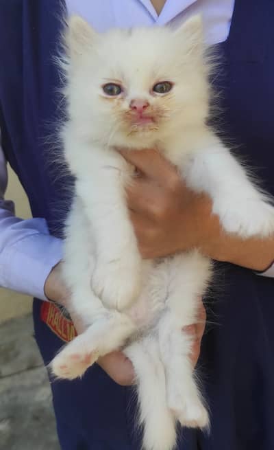 Beautiful Persian pair babies