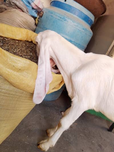 Pure Rajnpuri Female available