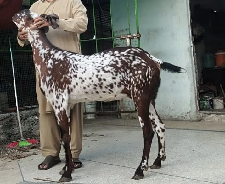 PURE AMIRTSARI BEETAL PAIR FOR SALE — photo 3