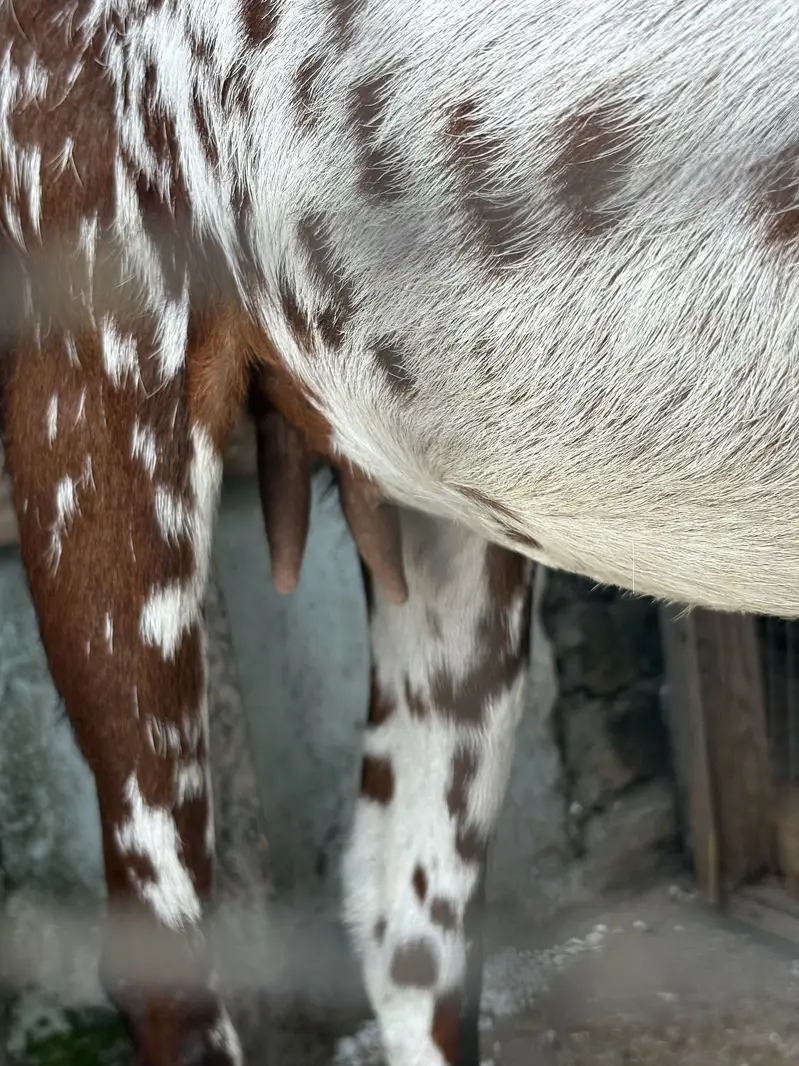 PURE AMIRTSARI BEETAL PAIR FOR SALE — photo 4