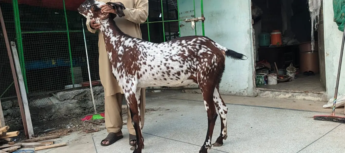 PURE AMIRTSARI BEETAL PAIR FOR SALE — photo 6