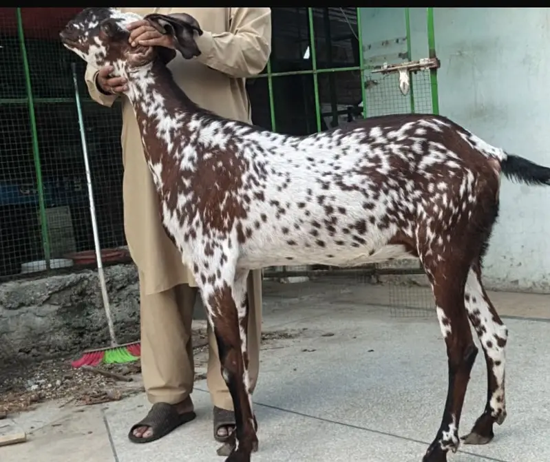 PURE AMIRTSARI BEETAL PAIR FOR SALE — photo 7