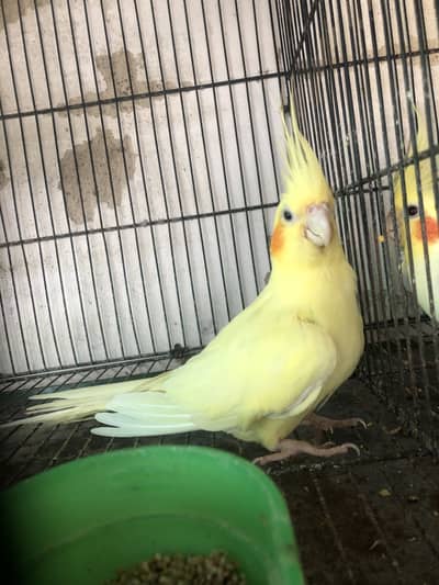 cream cockatial female