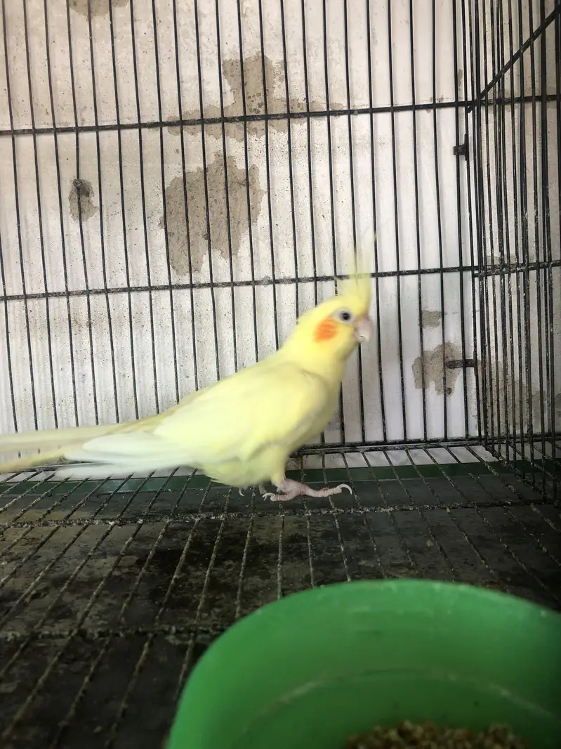cream cockatial female — photo 2