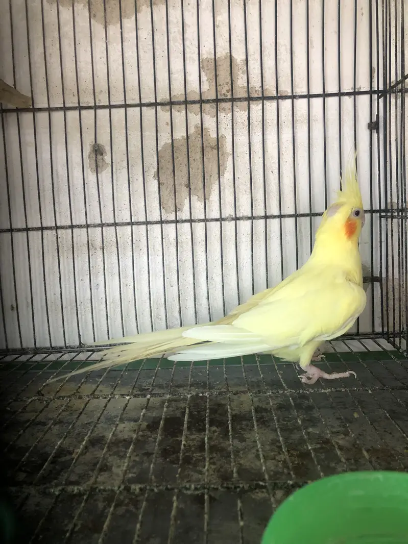 cream cockatial female — photo 3