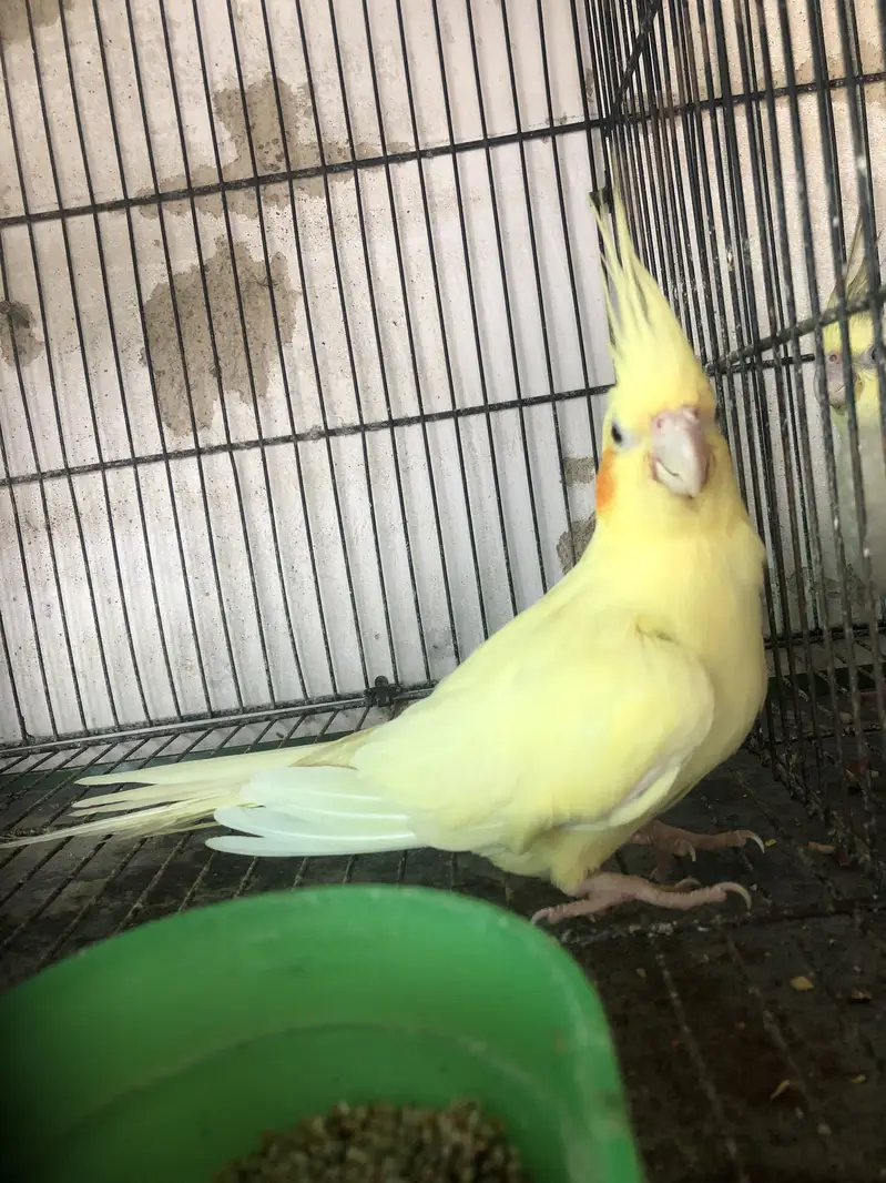 cream cockatial female — photo 4