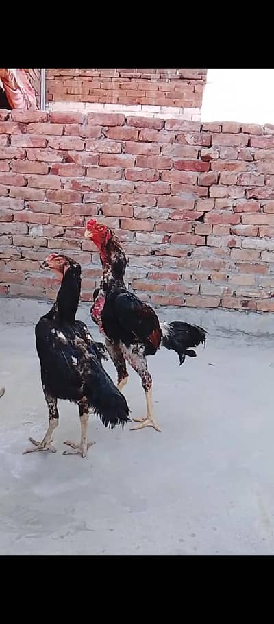 home breed aseel shamal