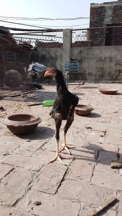 Lakha Sindhi male pathaLong height for sale