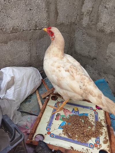 hira Marge